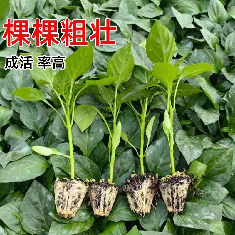 辣椒苗尖椒苗线椒苗螺丝椒苗各种菜椒苗