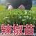 辣椒苗尖椒苗线椒苗螺丝椒苗各种菜椒苗