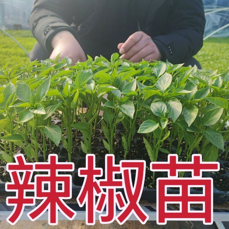辣椒苗尖椒苗线椒苗螺丝椒苗各种菜椒苗