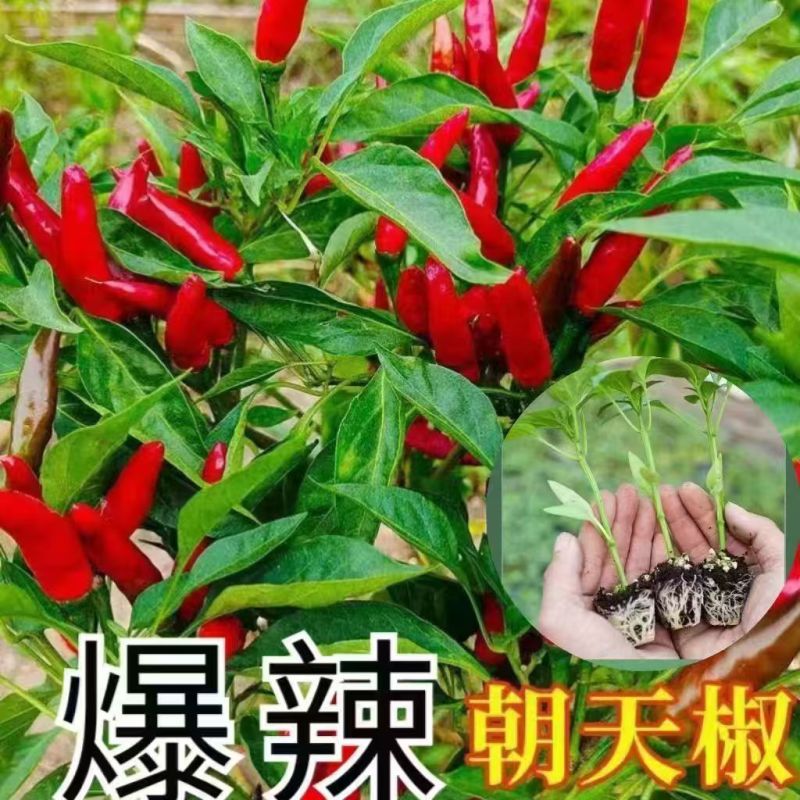辣椒苗尖椒苗线椒苗螺丝椒苗各种菜椒苗