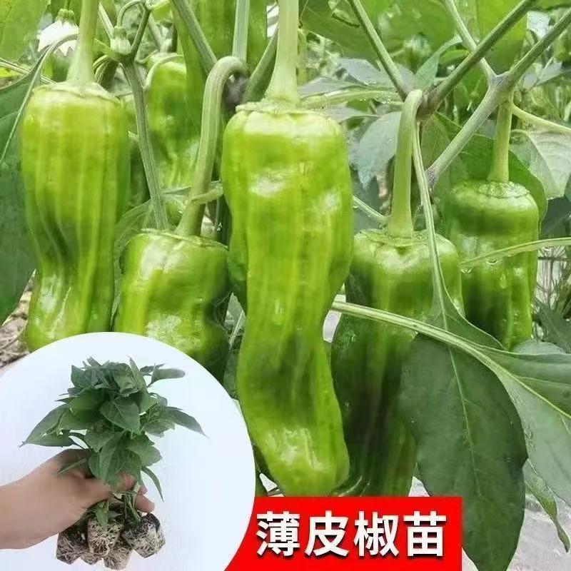辣椒苗尖椒苗线椒苗螺丝椒苗各种菜椒苗