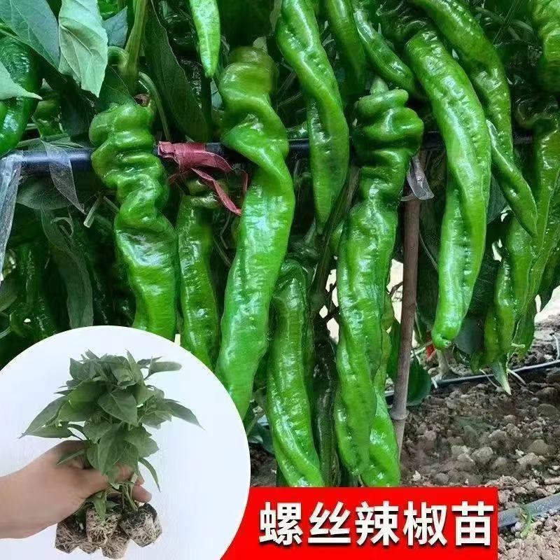 辣椒苗尖椒苗线椒苗螺丝椒苗各种菜椒苗