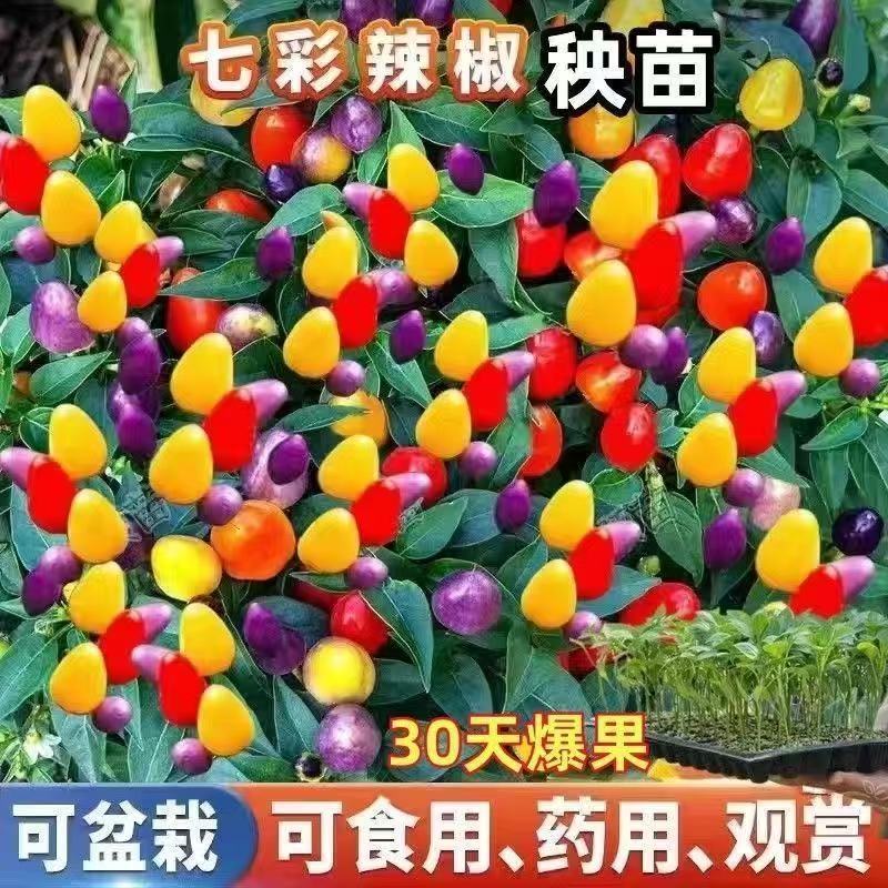 辣椒苗尖椒苗线椒苗螺丝椒苗各种菜椒苗