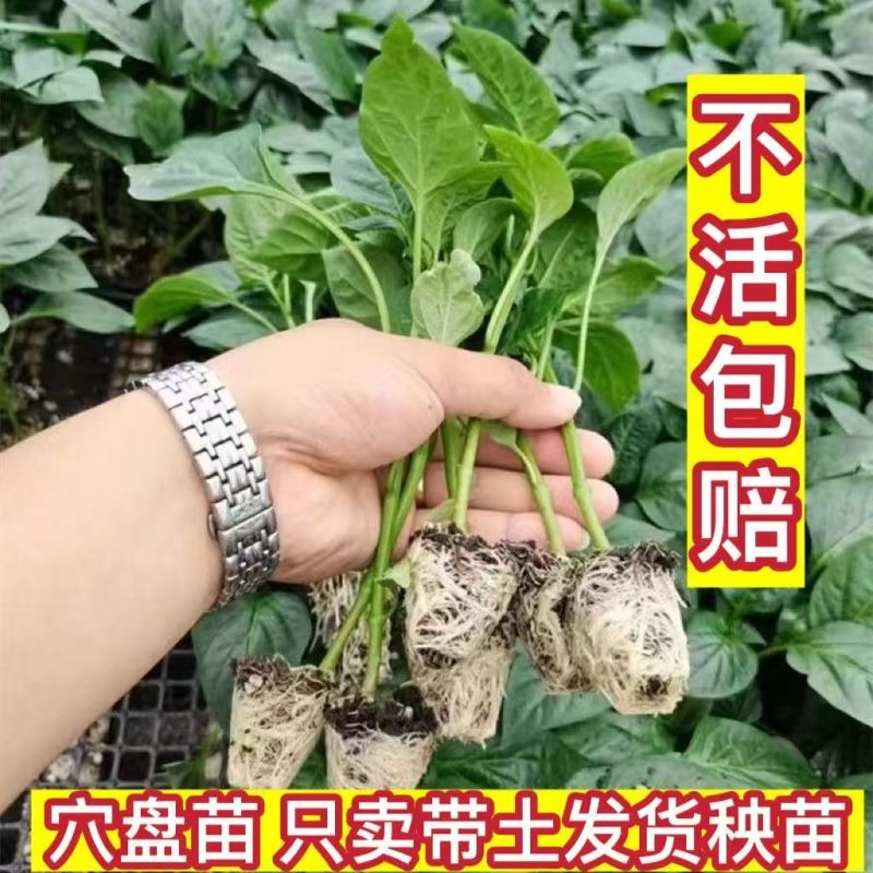 辣椒苗尖椒苗线椒苗螺丝椒苗各种菜椒苗