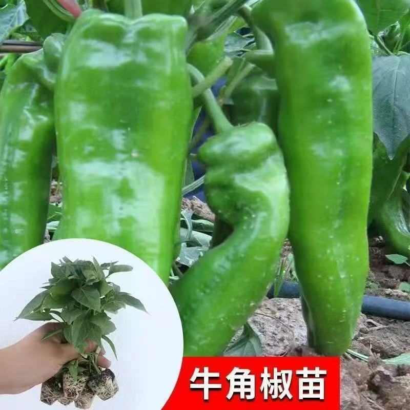 辣椒苗尖椒苗线椒苗螺丝椒苗各种菜椒苗