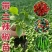 辣椒苗尖椒苗线椒苗螺丝椒苗各种菜椒苗