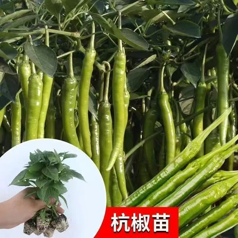 辣椒苗尖椒苗线椒苗螺丝椒苗各种菜椒苗