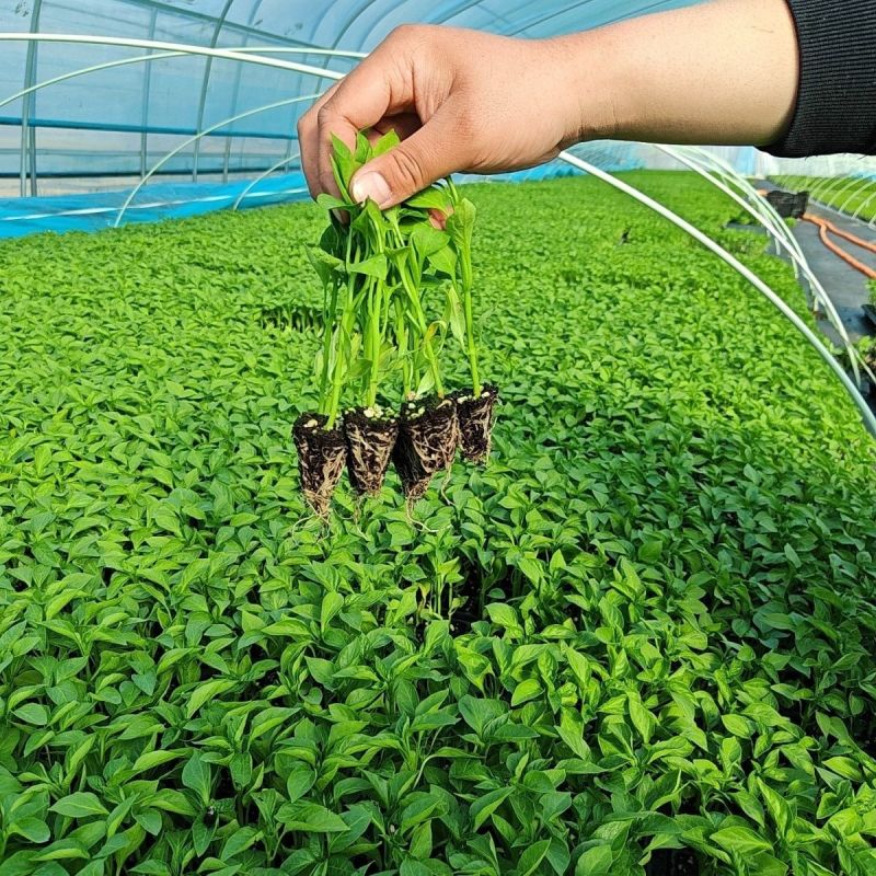 辣椒苗尖椒苗线椒苗螺丝椒苗各种菜椒苗