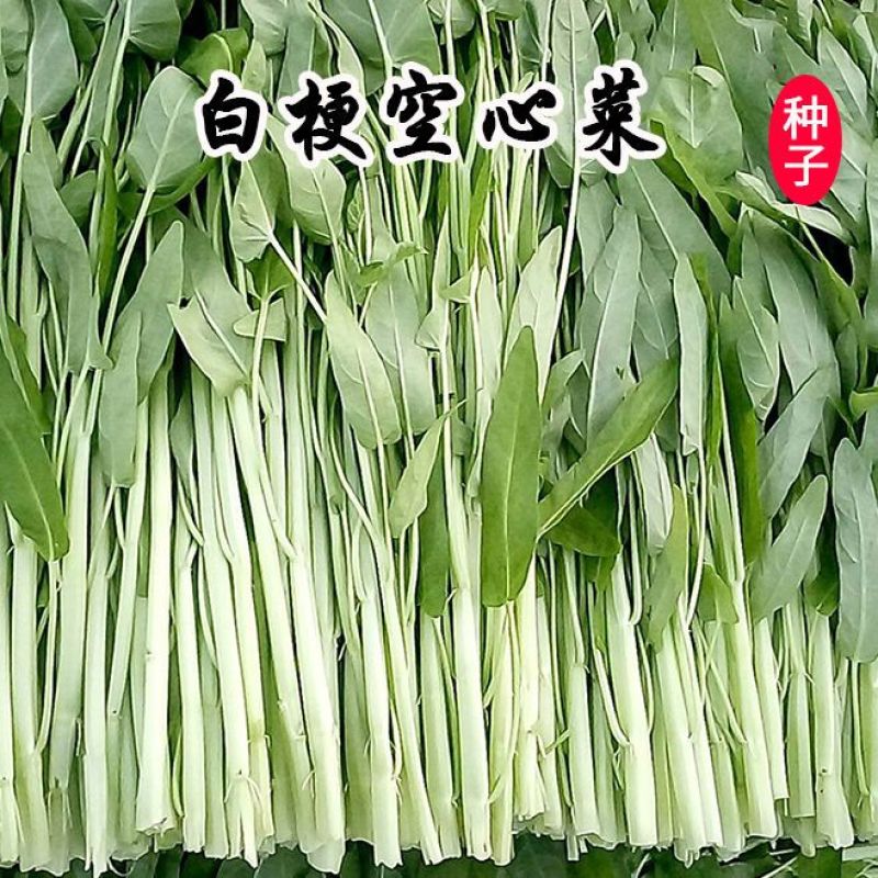 纯丰白梗空心菜种子四季速生菜园阳台盆栽白梗柳叶空心菜