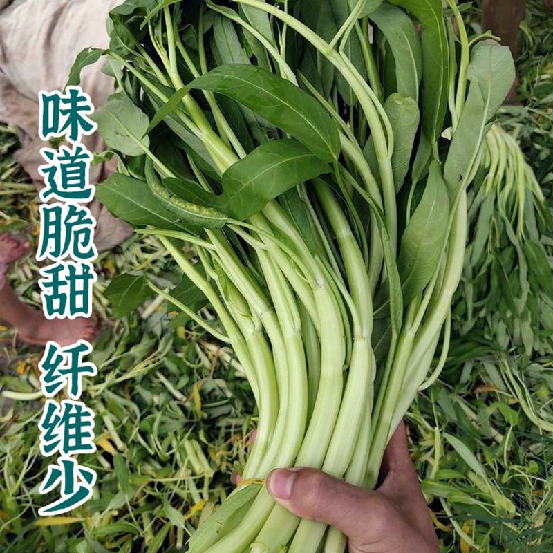 纯丰白梗空心菜种子四季速生菜园阳台盆栽白梗柳叶空心菜