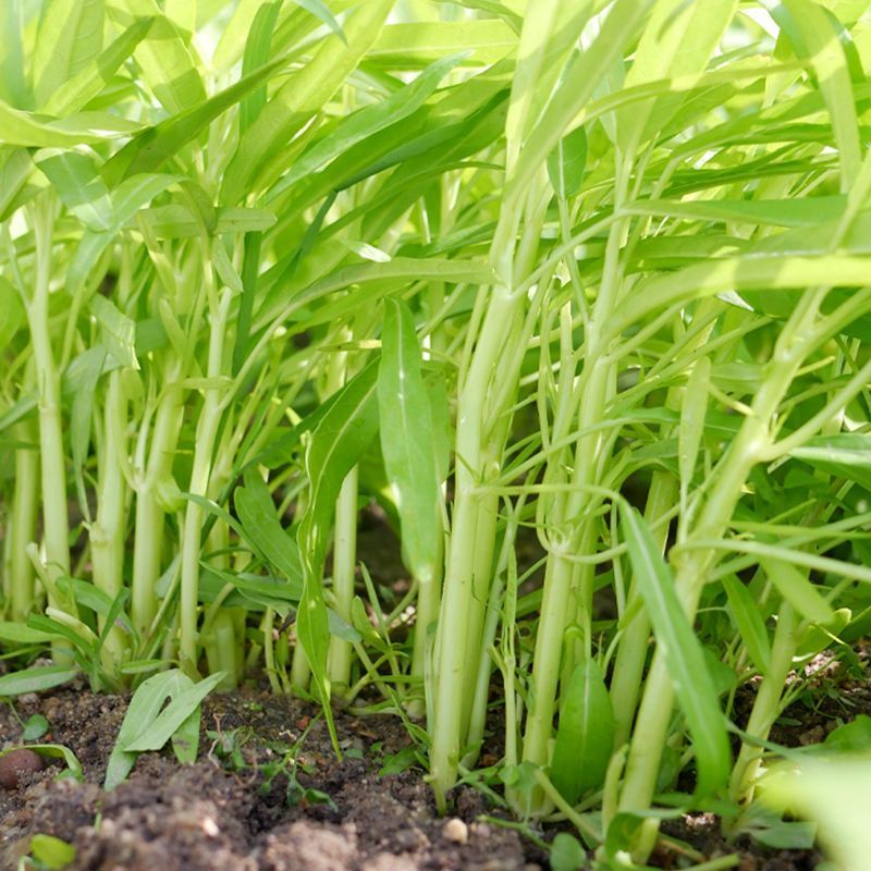纯丰白梗空心菜种子四季速生菜园阳台盆栽白梗柳叶空心菜