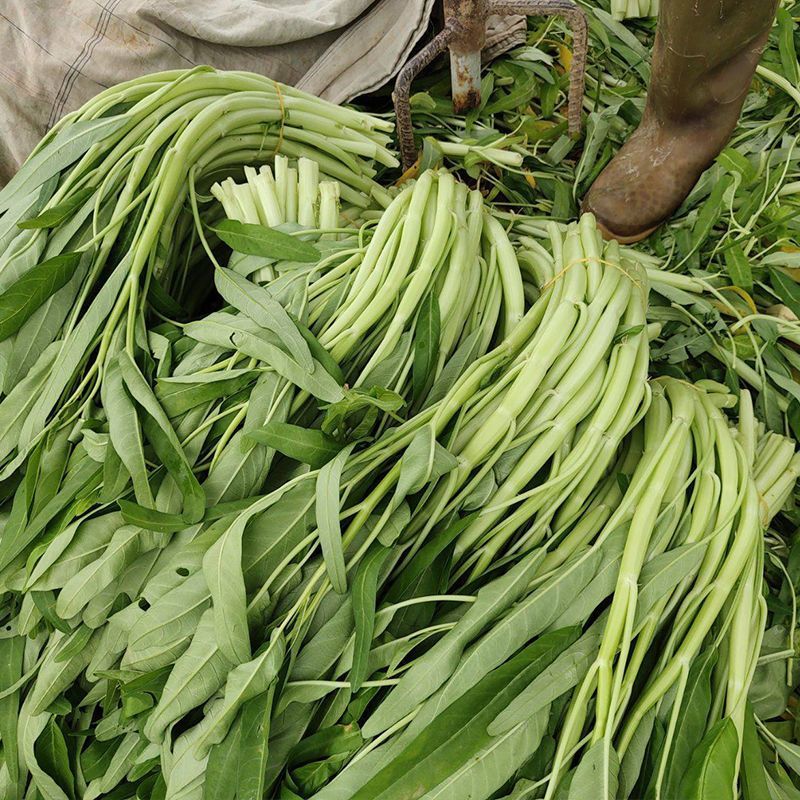 纯丰白梗空心菜种子四季速生菜园阳台盆栽白梗柳叶空心菜