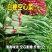 纯丰白梗空心菜种子四季速生菜园阳台盆栽白梗柳叶空心菜