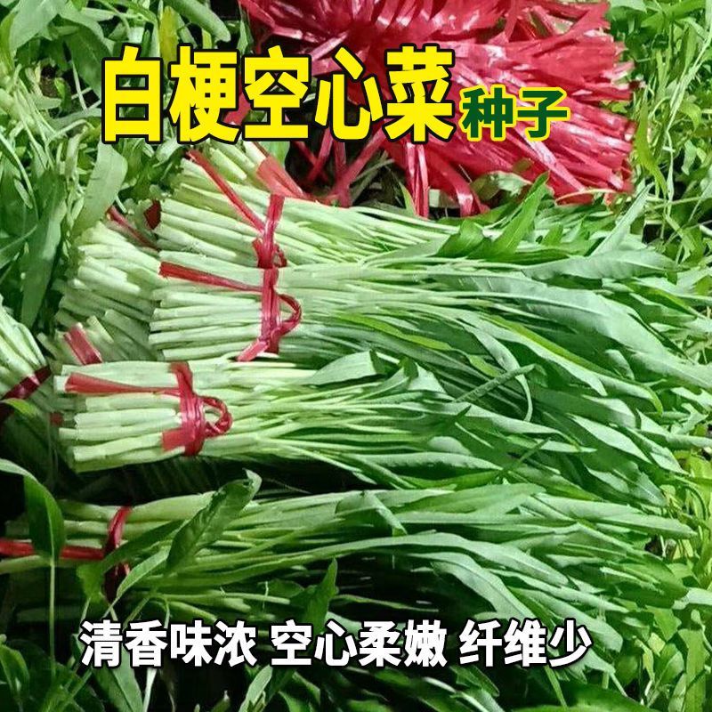 纯丰白梗空心菜种子四季速生菜园阳台盆栽白梗柳叶空心菜