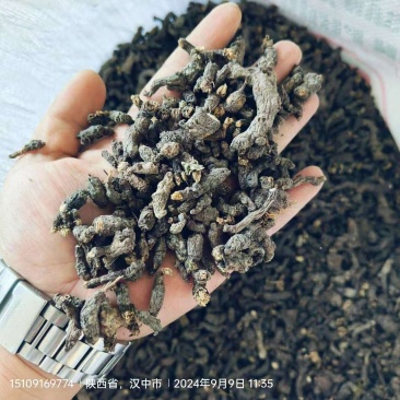 天葵子、千年老鼠屎成货