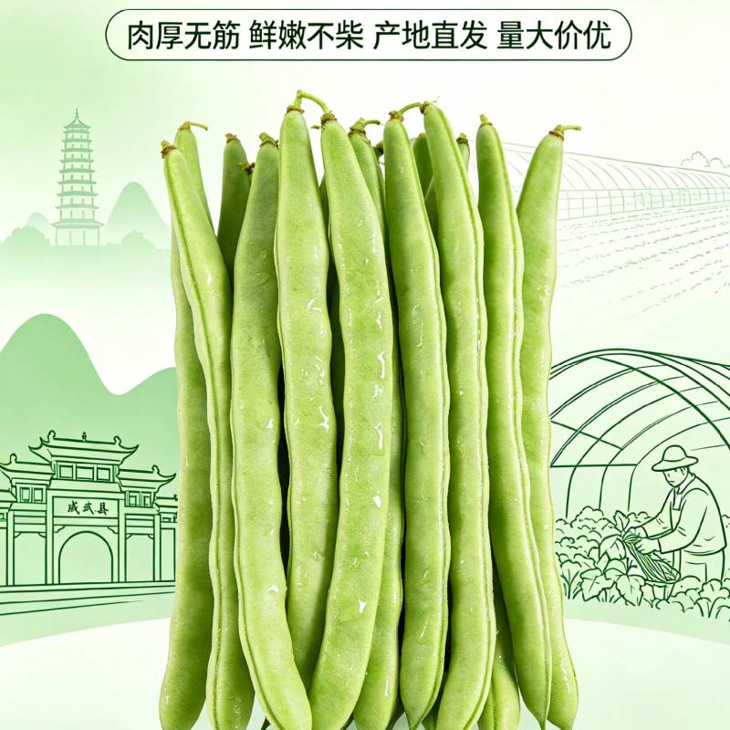 成武蔬菜基地优质白芸豆大量上市，产地直发，代发全国
