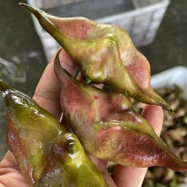 大青菱角，二青菱角
