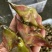 大青菱角，二青菱角