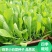 四季小白菜种子甜白菜种籽本土农家菜园青菜快菜阳台盆栽蔬菜
