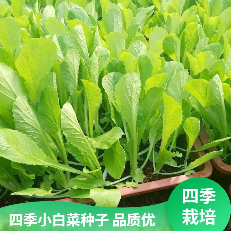 四季小白菜种子甜白菜种籽本土农家菜园青菜快菜阳台盆栽蔬菜