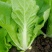 四季小白菜种子甜白菜种籽本土农家菜园青菜快菜阳台盆栽蔬菜