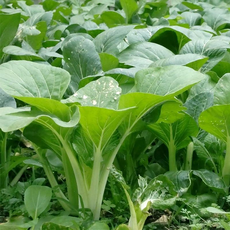 四季小白菜种子甜白菜种籽本土农家菜园青菜快菜阳台盆栽蔬菜