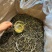 花香古树春茶普洱生茶工厂直销，价格有优势，全国发货