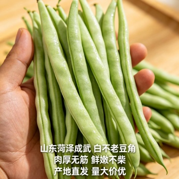 成武九粒白芸豆大量上市中，质优价廉，产地直发