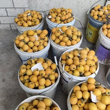 万州五星大枇杷大量上市
