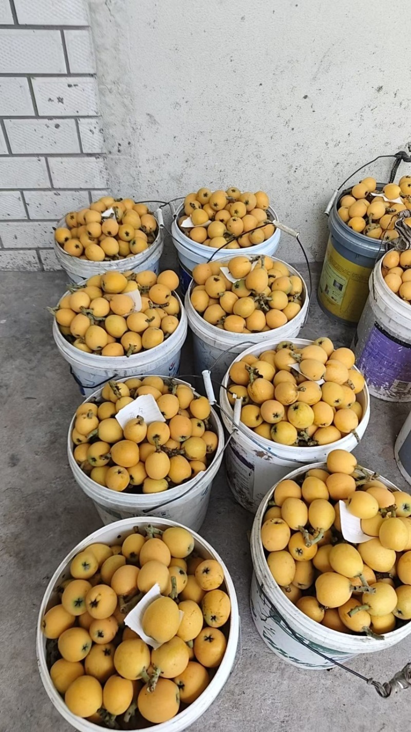 万州五星大枇杷大量上市