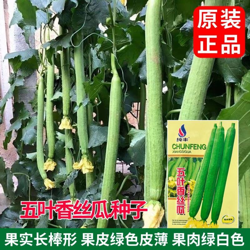 五叶香丝瓜种子蔬菜籽庭院大田种植长肉丝瓜籽种子蔬菜长棱丝