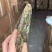 云南老白茶生茶工厂清仓，价格有优势，全国发货