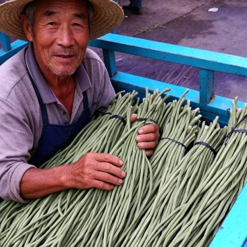 2018成武长豆角产销两旺