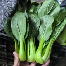 精品油菜，上海青，产地直发，常年供应，价格优惠！