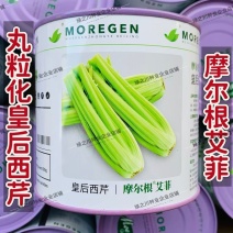 摩尔根艾菲皇后西芹种子丸粒化芹菜种子早熟不空心四季西芹种