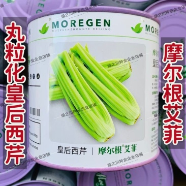 摩尔根艾菲皇后西芹种子丸粒化芹菜种子早熟不空心四季西芹种