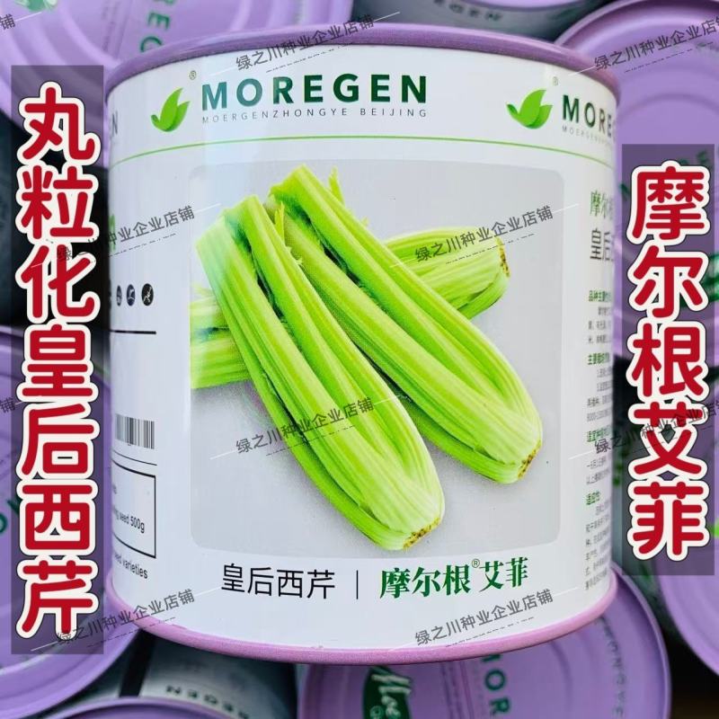 摩尔根艾菲皇后西芹种子丸粒化芹菜种子早熟不空心四季西芹种