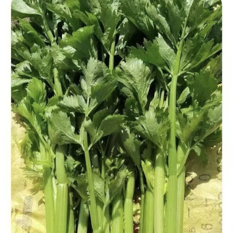 摩尔根艾菲皇后西芹种子丸粒化芹菜种子早熟不空心四季西芹种
