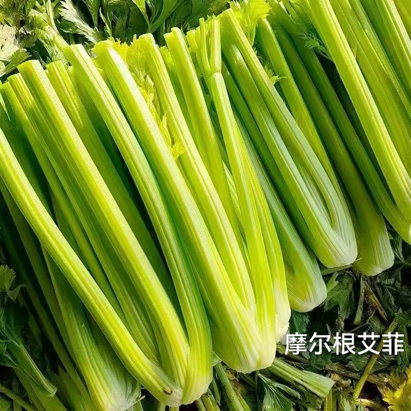 摩尔根艾菲皇后西芹种子丸粒化芹菜种子早熟不空心四季西芹种