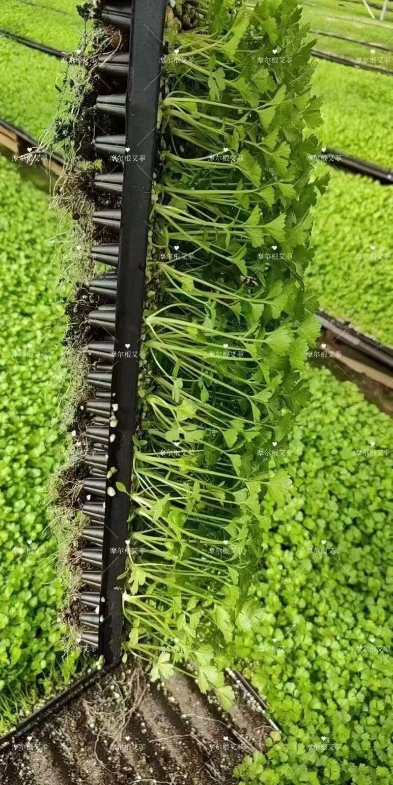 摩尔根艾菲皇后西芹种子丸粒化芹菜种子早熟不空心四季西芹种