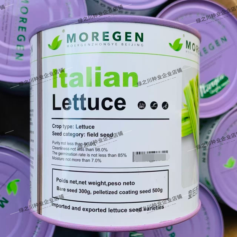 摩尔根艾菲皇后西芹种子丸粒化芹菜种子早熟不空心四季西芹种