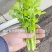 摩尔根艾菲皇后西芹种子丸粒化芹菜种子早熟不空心四季西芹种