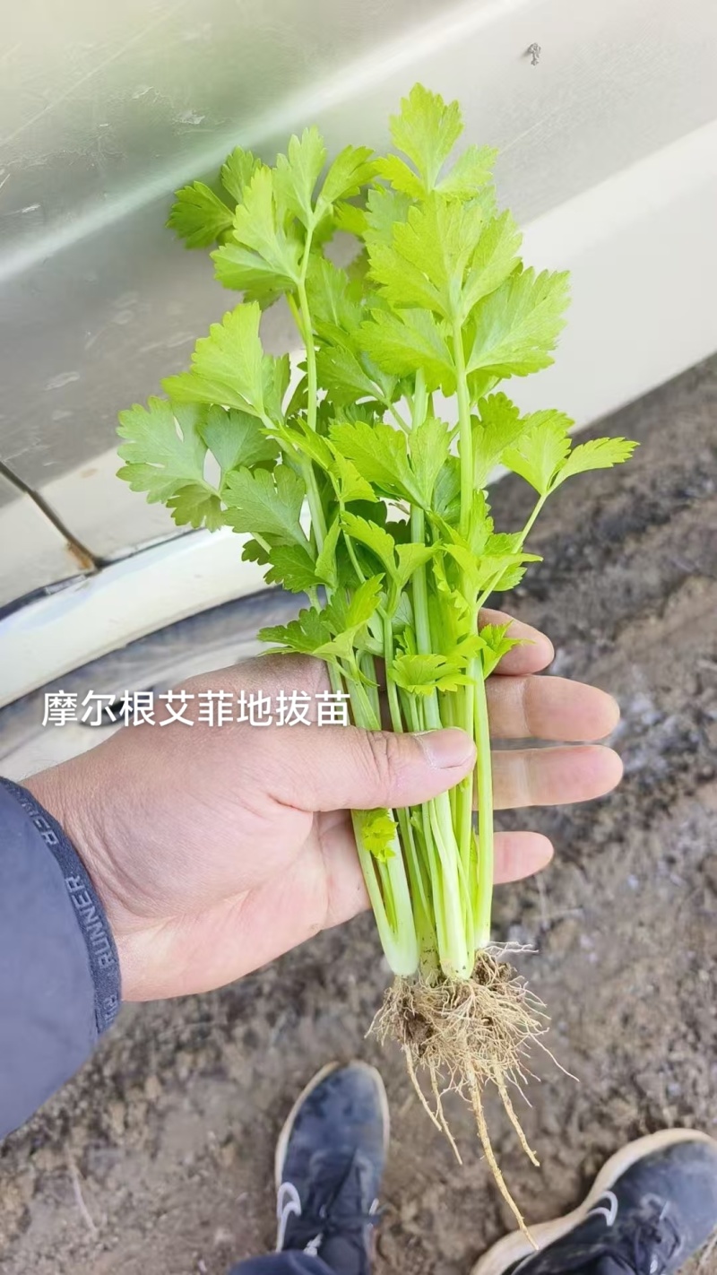 摩尔根艾菲皇后西芹种子丸粒化芹菜种子早熟不空心四季西芹种