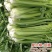摩尔根安娜芹菜种子丸粒化西芹种籽文图拉西芹种子适合基地
