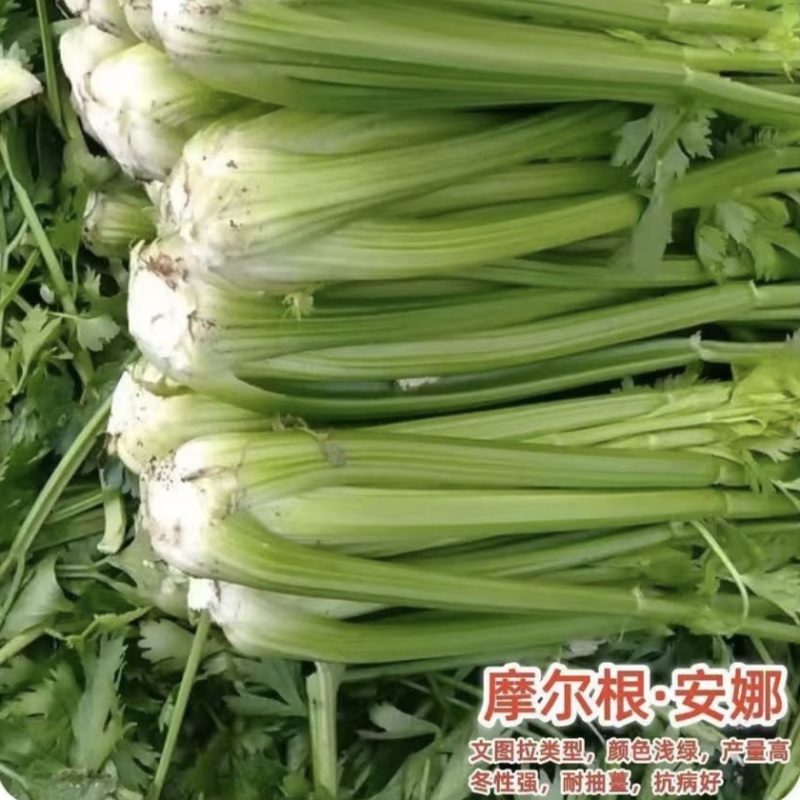摩尔根安娜芹菜种子丸粒化西芹种籽文图拉西芹种子适合基地