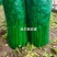 摩尔根安娜芹菜种子丸粒化西芹种籽文图拉西芹种子适合基地