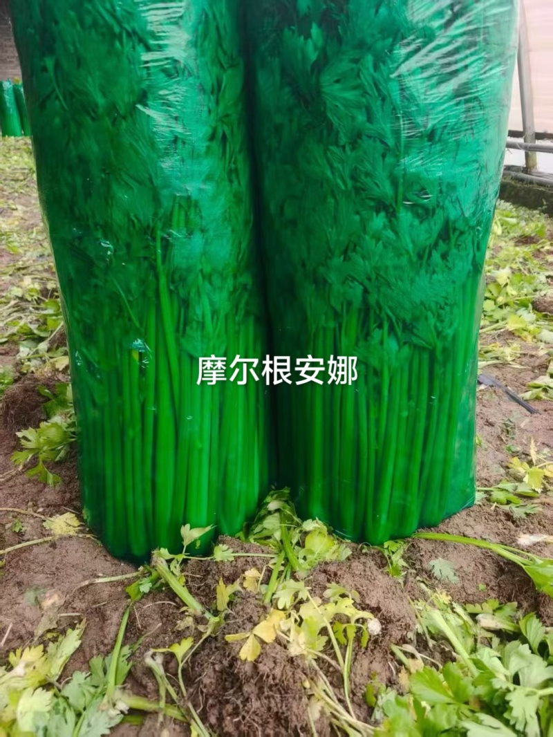 摩尔根安娜芹菜种子丸粒化西芹种籽文图拉西芹种子适合基地