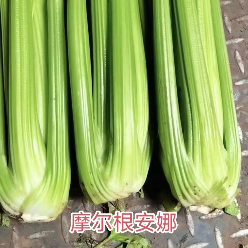 摩尔根安娜芹菜种子丸粒化西芹种籽文图拉西芹种子适合基地
