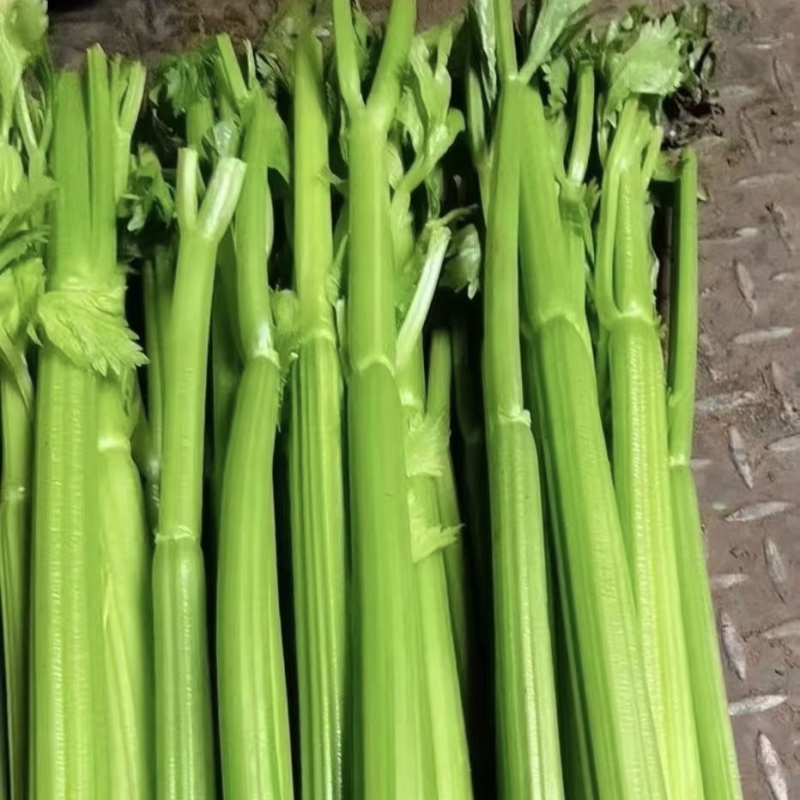 摩尔根安娜芹菜种子丸粒化西芹种籽文图拉西芹种子适合基地