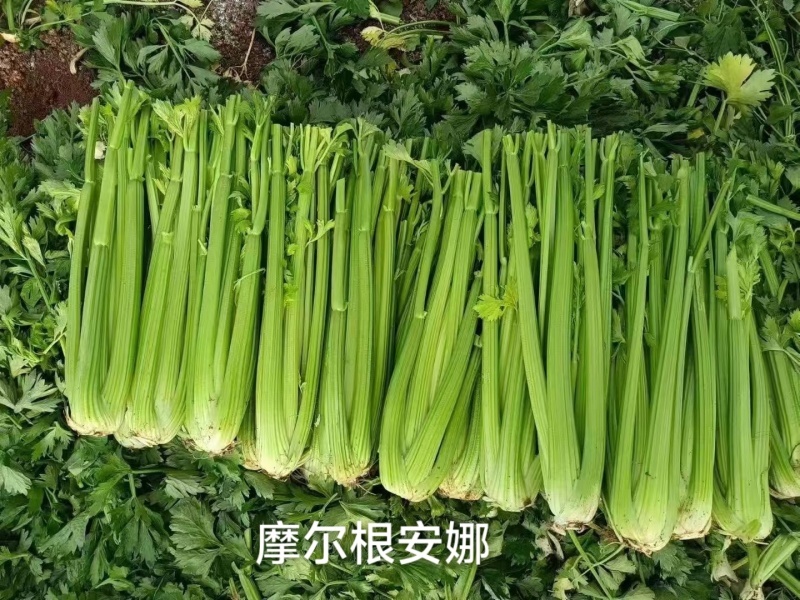摩尔根安娜芹菜种子丸粒化西芹种籽文图拉西芹种子适合基地